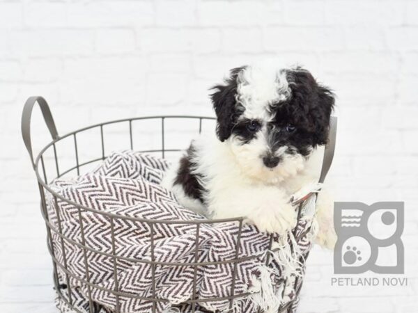 Bichon Poo-DOG-Male-BLK WHITE-32946-Petland Novi, Michigan