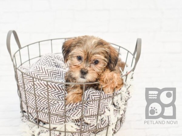 Shorkie DOG Female BEIGE 32947 Petland Novi, Michigan