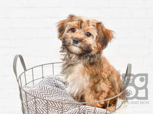 Morkie DOG Female BEIGE 32948 Petland Novi, Michigan