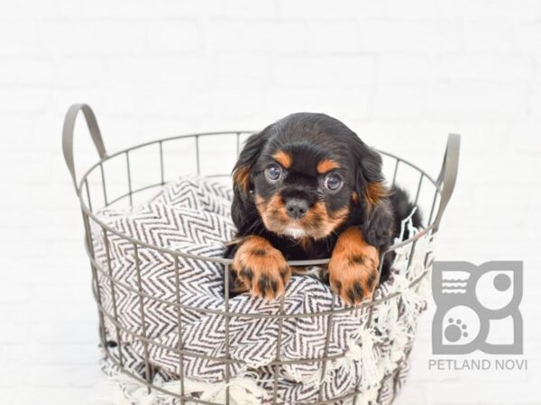 Cavalier King Charles Spaniel DOG Female Tri 32949 Petland Novi, Michigan