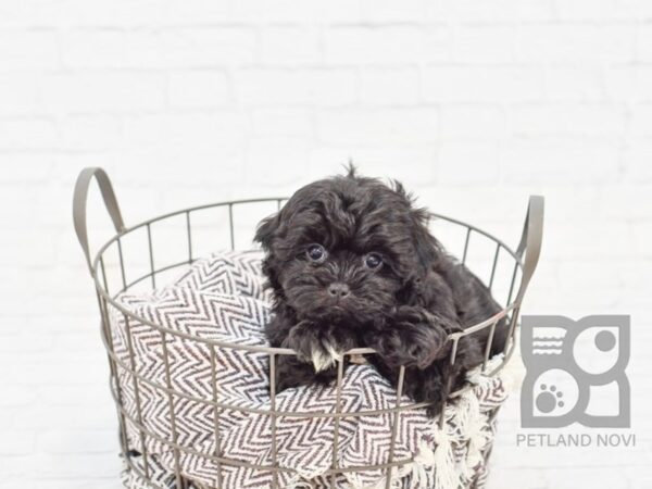 Shih Poo DOG Female BLK WHITE 32950 Petland Novi, Michigan