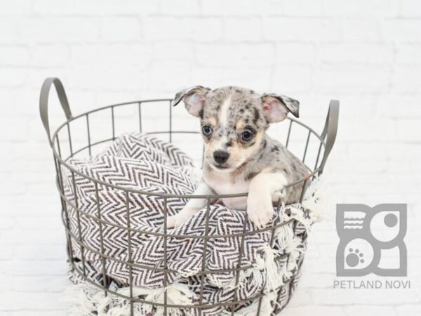 Chihuahua-DOG-Male-BLUE  MERLE-32951-Petland Novi, Michigan