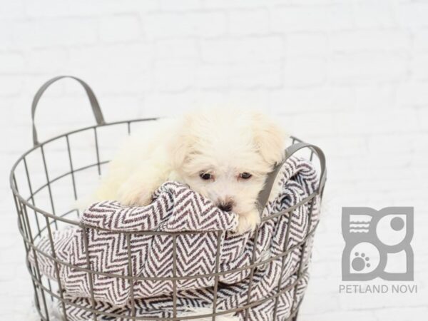 Maltese DOG Male WHITE 32953 Petland Novi, Michigan