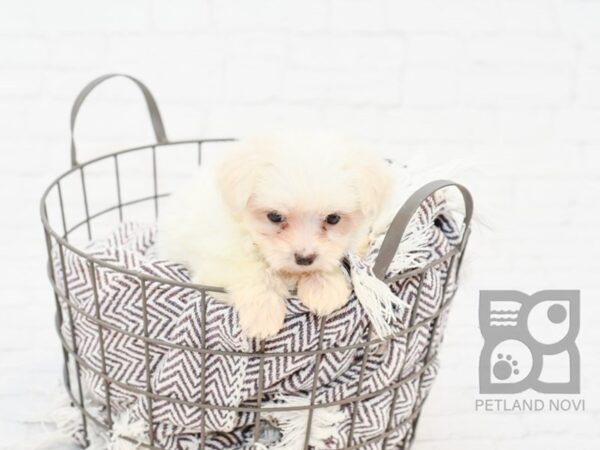 Maltese DOG Male WHITE 32954 Petland Novi, Michigan