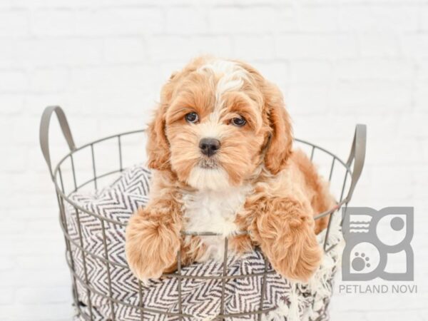 Cockadoodle DOG Female RED 32955 Petland Novi, Michigan