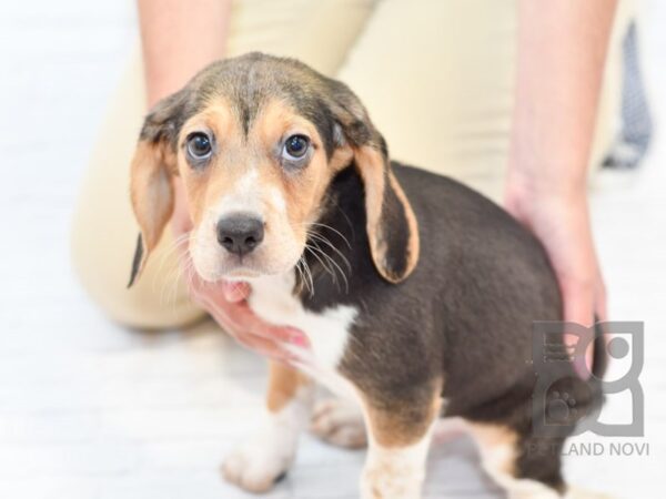 Beagle DOG Male Tri 32956 Petland Novi, Michigan