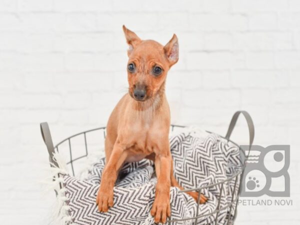 Miniature Pinscher DOG Female Dark Red 32957 Petland Novi, Michigan