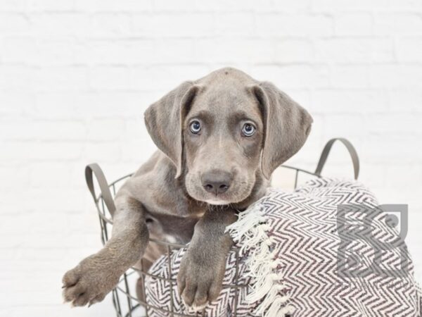 Great Dane-DOG-Female-Blue-32958-Petland Novi, Michigan