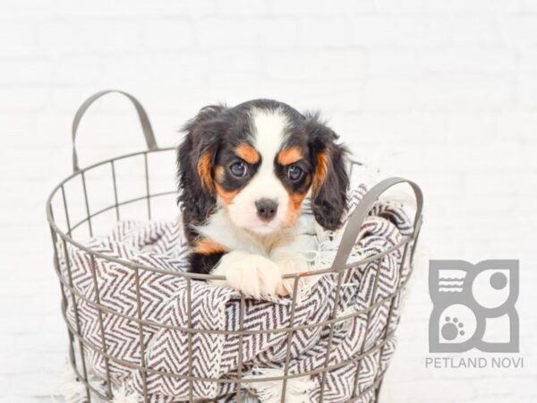 Cavalier King Charles DOG Male Tri 32960 Petland Novi, Michigan