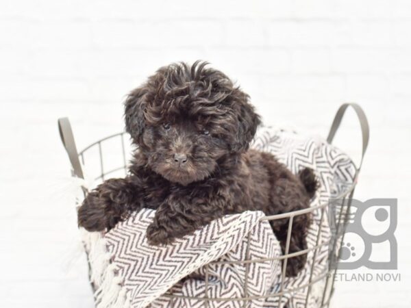 Miniature Poodle DOG Female Black 32961 Petland Novi, Michigan