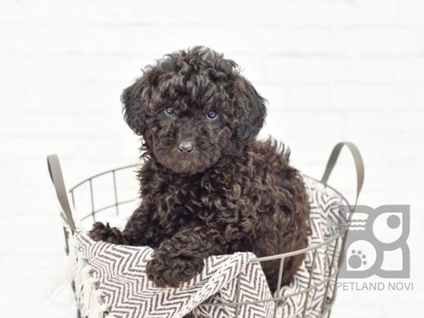 Miniature Poodle DOG Female Black 32962 Petland Novi, Michigan