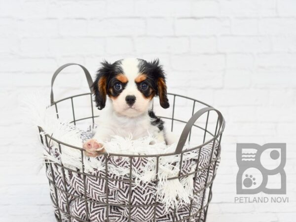 Cavalier King Charles Spaniel DOG Female TRI 32964 Petland Novi, Michigan