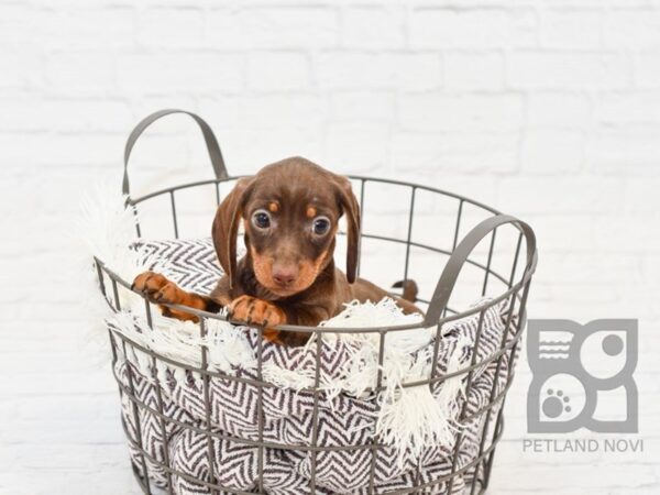 Dachshund DOG Female CHOC TAN 32966 Petland Novi, Michigan