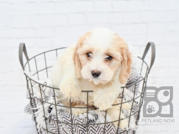 Cavachon-DOG-Female-BLENHEIM-32967-Petland Novi, Michigan