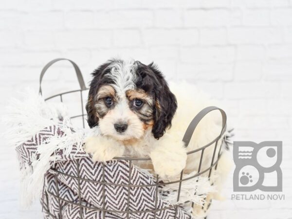 Cavachon-DOG-Male-TRI-32968-Petland Novi, Michigan