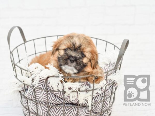 Shorkie DOG Male biege 32969 Petland Novi, Michigan