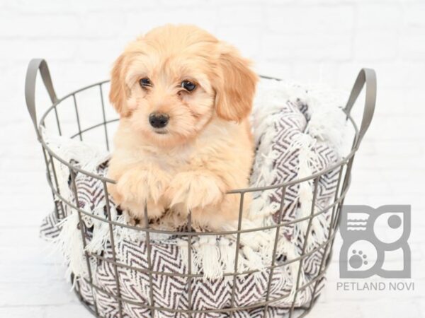 Dachshund/Havanese DOG Male RED 32970 Petland Novi, Michigan