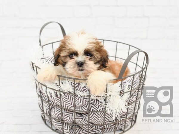 Shih Tzu DOG Male brown white 32971 Petland Novi, Michigan