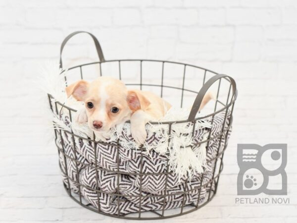 Chihuahua-DOG-Male-FAWN WHITE-32972-Petland Novi, Michigan