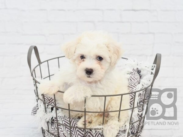 Teddy Bear DOG Male BROWN WHITE 32974 Petland Novi, Michigan