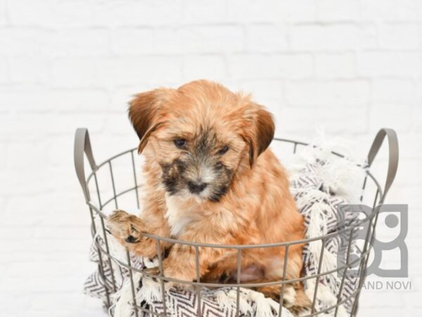 Yochon DOG Male BEIGE 32975 Petland Novi, Michigan