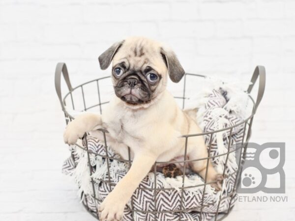 Pug DOG Male Fawn 32976 Petland Novi, Michigan