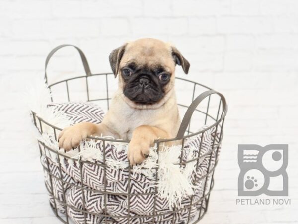 Pug DOG Female Fawn 32977 Petland Novi, Michigan