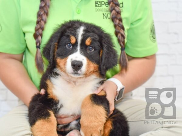 Bernese Mountain Dog DOG Male Tri 32979 Petland Novi, Michigan