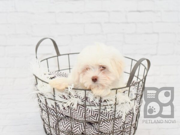 Maltese DOG Male White 32980 Petland Novi, Michigan