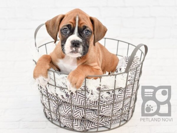 Boxer DOG Female Fawn & White 32981 Petland Novi, Michigan