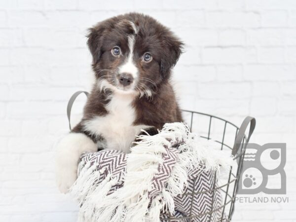 Australian Shepherd DOG Female Black & White 32982 Petland Novi, Michigan