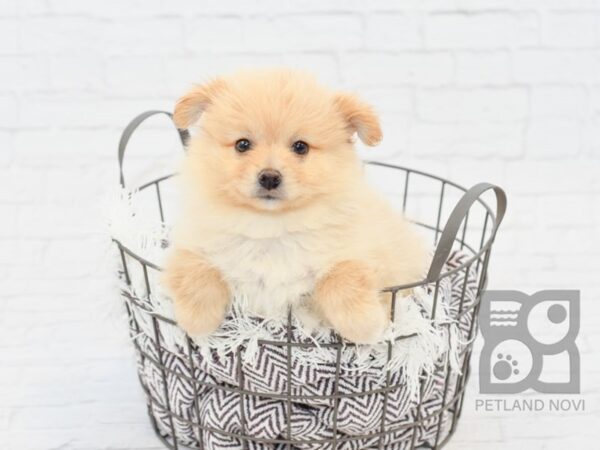 Pomeranian DOG Male Cream 32983 Petland Novi, Michigan