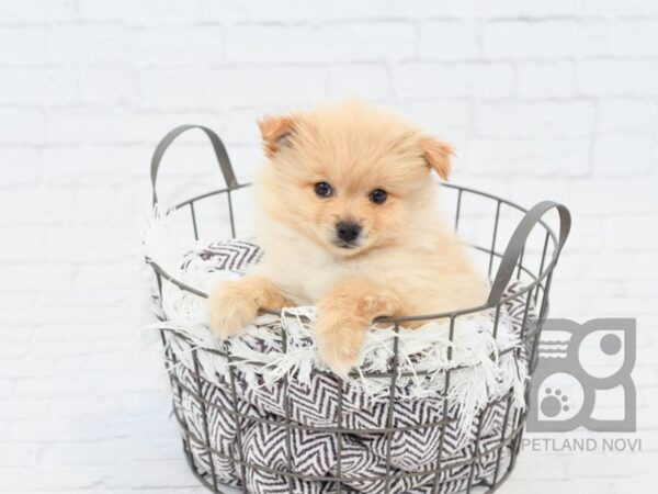 Pomeranian DOG Male Cream 32984 Petland Novi, Michigan