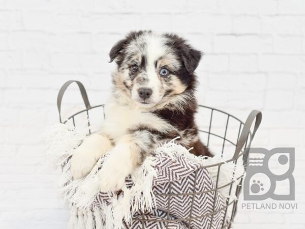 Aussiemo-DOG-Male-Black Tri-32985-Petland Novi, Michigan