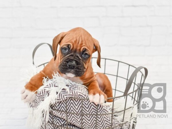 Boxer DOG Male Fawn White 32986 Petland Novi, Michigan