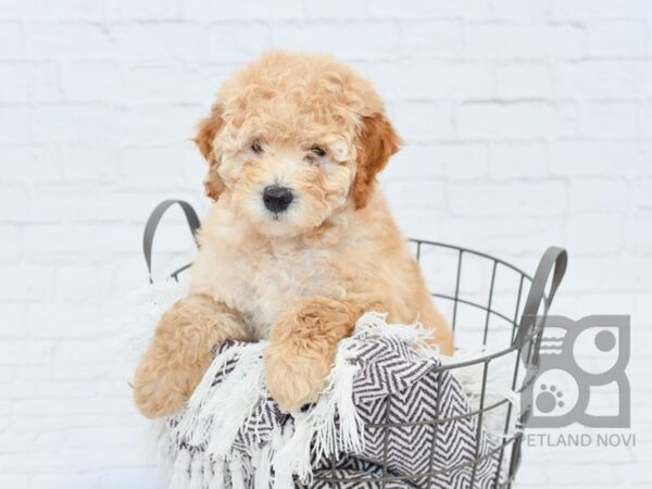 F2 MINI GOLDENDOODLE DOG Female Red 32987 Petland Novi, Michigan