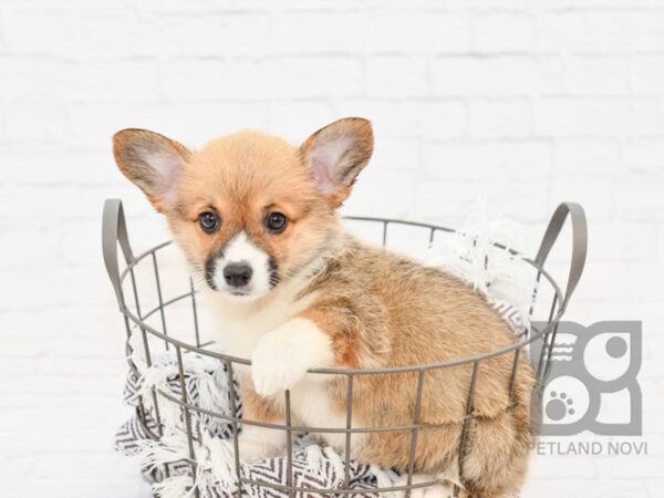 Pembroke Welsh Corgi DOG Female Sable & White 32989 Petland Novi, Michigan