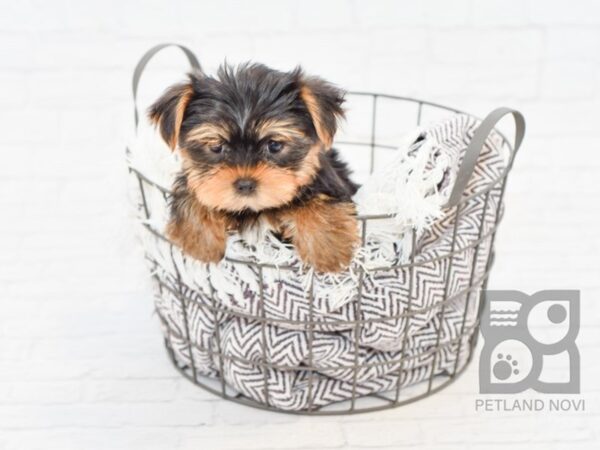 Yorkshire Terrier-DOG-Male-Black & Tan-32990-Petland Novi, Michigan