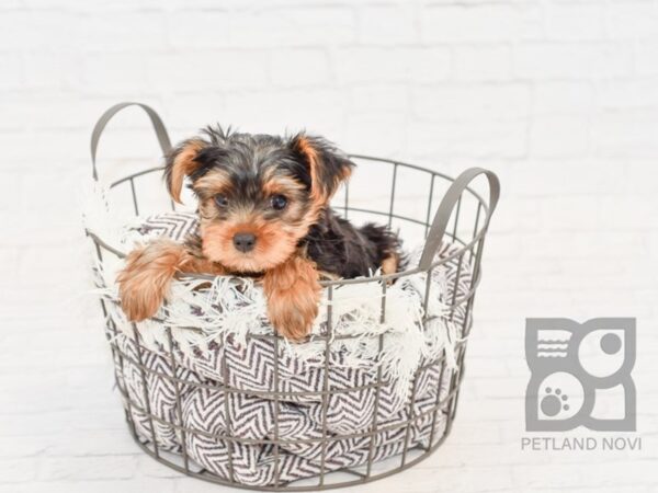 Yorkshire Terrier-DOG-Female-Black & Tan-32991-Petland Novi, Michigan