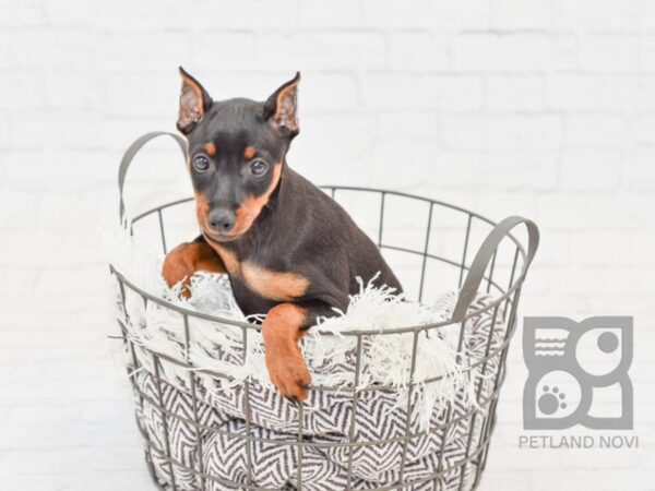 Miniature Pinscher DOG Male Black & Rust 32992 Petland Novi, Michigan