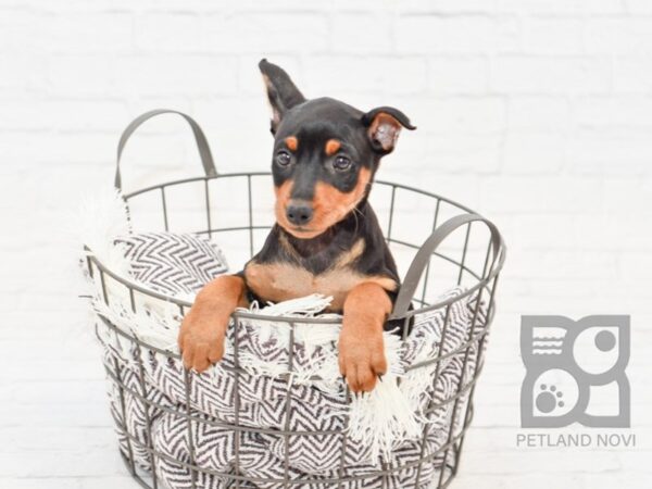 Miniature Pinscher-DOG-Female-Black & Rust-32993-Petland Novi, Michigan