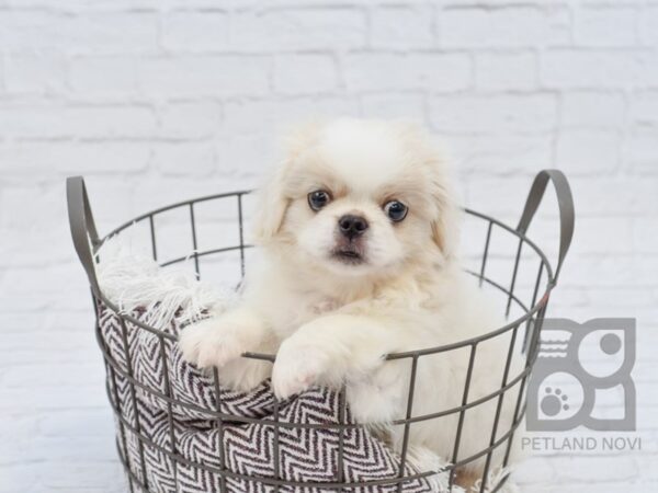 Pekingese DOG Male White / Fawn 32994 Petland Novi, Michigan