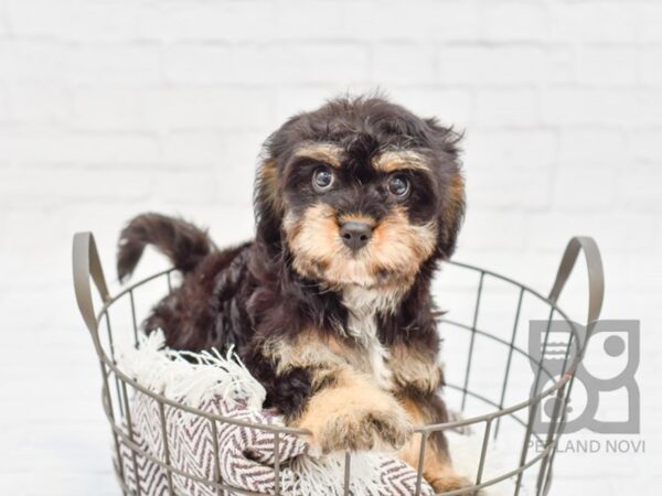 Cavachon DOG Male Black / Tan 32995 Petland Novi, Michigan