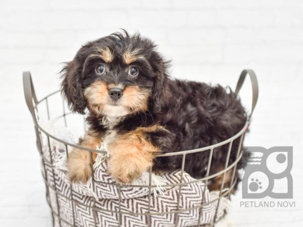 Cavachon DOG Female Black / Tan 32996 Petland Novi, Michigan