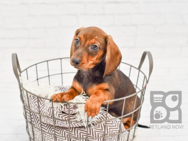 Dachshund DOG Female Red 32997 Petland Novi, Michigan