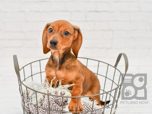 Dachshund DOG Female Red 32998 Petland Novi, Michigan