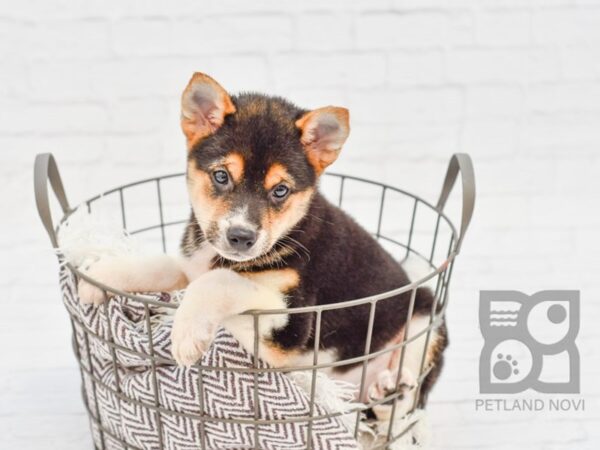 Shiba Inu DOG Male Black White / Tan 32999 Petland Novi, Michigan