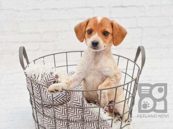 Beagle/Red Heeler DOG Female Red Merle 33000 Petland Novi, Michigan