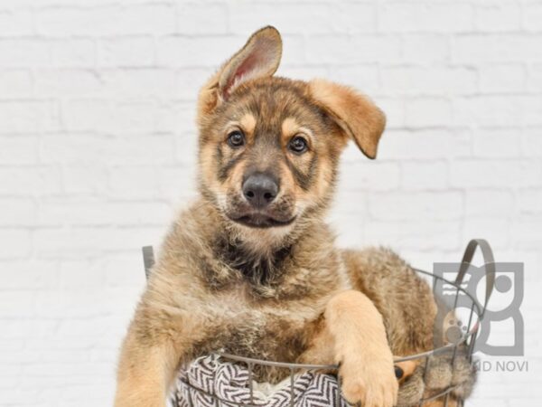 German Shepherd-DOG-Male-Black Tan-33001-Petland Novi, Michigan