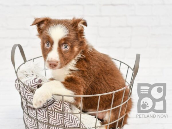 Miniature Australian Shepherd DOG Female RED TRI 33002 Petland Novi, Michigan